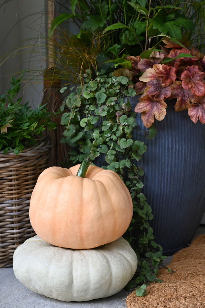 
                  
                    STOOP Fall Planter Workshop - Coming Soon
                  
                