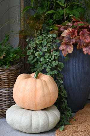 
                  
                    STOOP Fall Planter Workshop - Coming Soon
                  
                