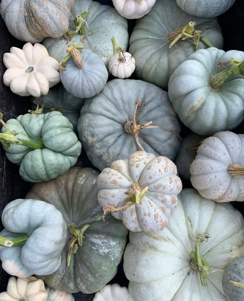 
                  
                    Autumn Bounty Bundle - Pre order
                  
                