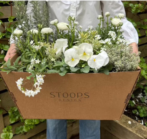 STOOPS Design Planter Kits - Mother's Day Edition (Preorder)