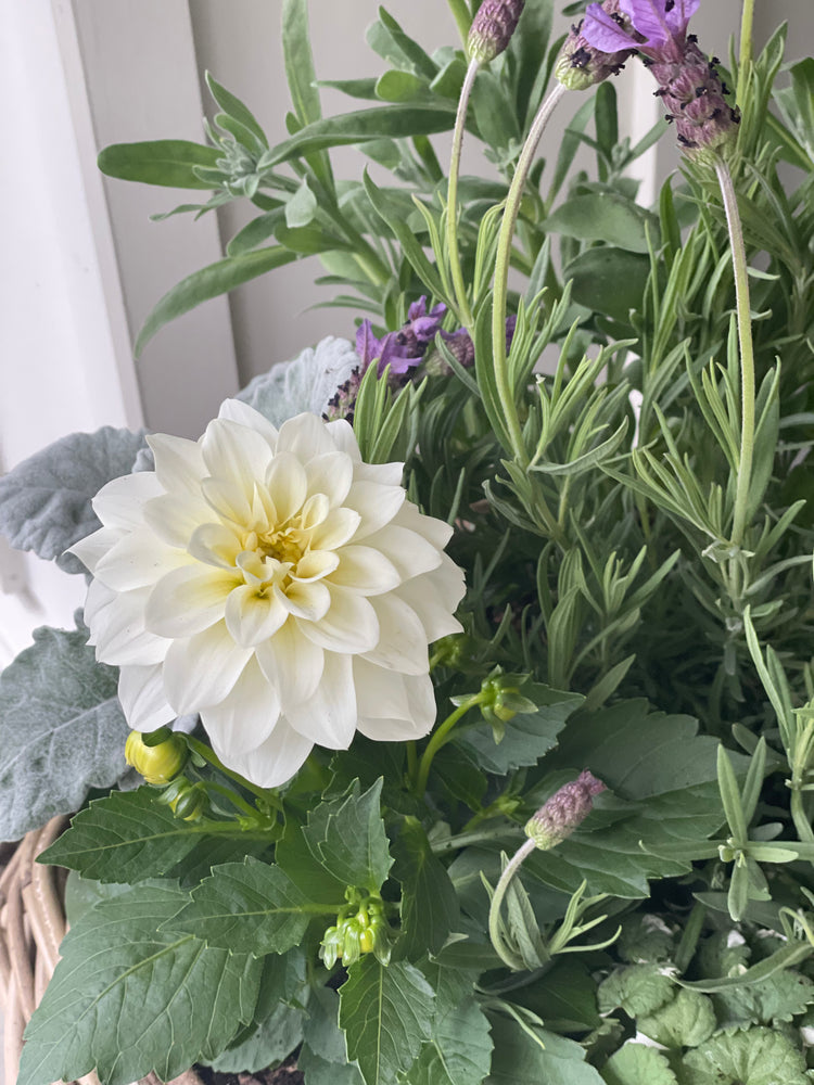 
                  
                    STOOPS Design Planter Kits - Mother's Day Edition
                  
                