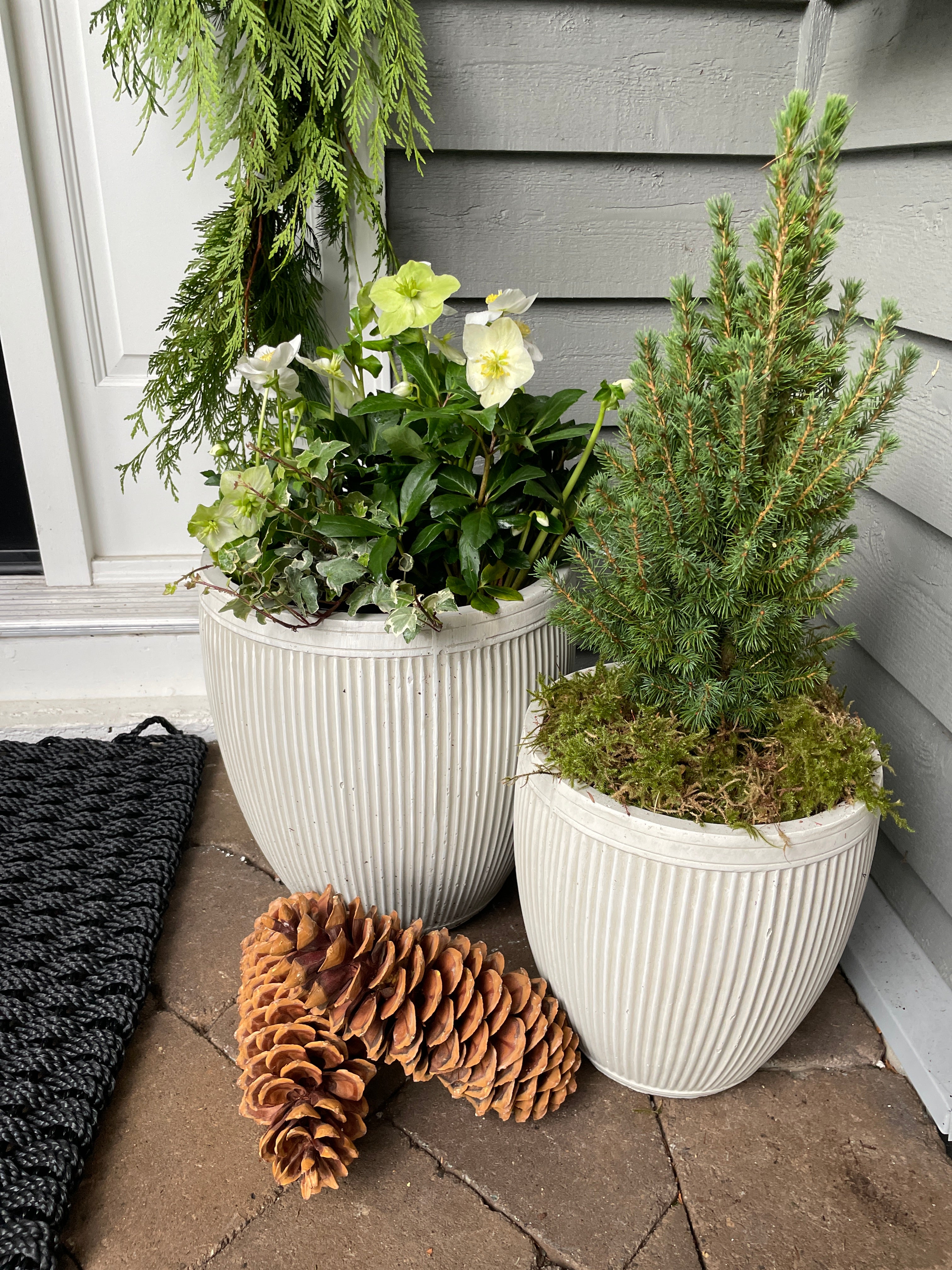 Winter Stoop's Bundle