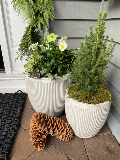 Winter Stoop's Bundle