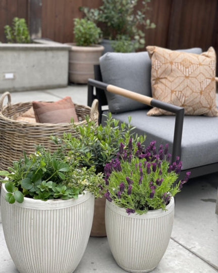 Culinary Herb & Lavender Patio Planter Pairing