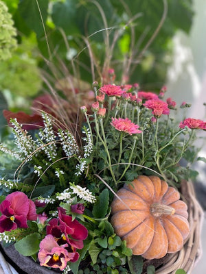 
                  
                    Seasonal Insert Subscription - SOLD OUT
                  
                